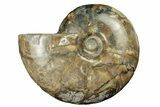 Polished Ammonite Fossil - Madagascar #252760-1